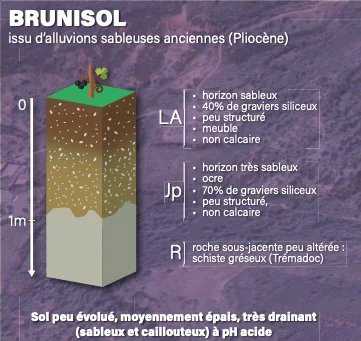 coupe Brunisol - domaine Canet Valette - AOP Saint Chinian