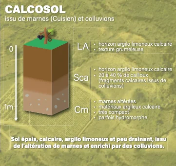 coupe Calcosol - domaine Canet Valette - AOP Saint Chinian