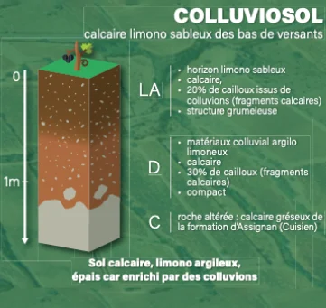 coupe Colluviosol - domaine Canet Valette - AOP Saint Chinian