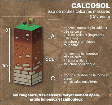 coupe Calcosol 2 - domaine Canet Valette - AOP Saint Chinian