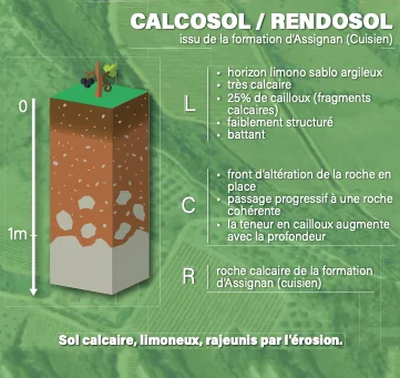coupe Calcosol - domaine Canet Valette - AOP Saint Chinian
